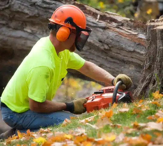 tree services Mineral City